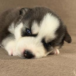 Yuki - Black and white male Siberian Husky puppy in Miami, Florida from House of Ace & Iza
