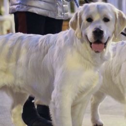 Golden Retrievers from Dream Goldens