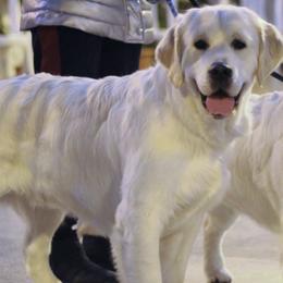 Golden Retrievers from Dream Goldens