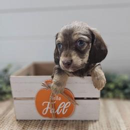 Ziti 3250 - Cream female Dachshund puppy in Anaconda, Montana from Montana Country Dachshunds