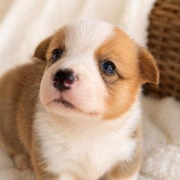 Cheeto - Red male Pembroke Welsh Corgi puppy in Beggs, Oklahoma from Blue Diamond Corgi’s