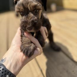 Miniature Schnauzer Puppies from Gambino Bambino’s Miniature Schnauzers