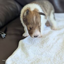Scout - Sable and white male Shetland Sheepdog puppy in Chandler, Arizona from Az K9 Companions