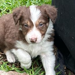 Teddy - White and red male Border Collie puppy in Mckinney, Texas from Border Collies of Ruidoso