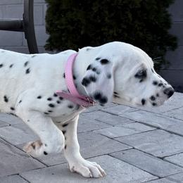KETY - White and black female Dalmatian puppy in Albuquerque, New Mexico from Renov Dalmatian Plantation