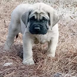 Mastiff Puppies from Sylvan Mastiffs