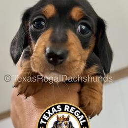 Dachshund Puppies from Texas Regal Dachshunds LLC