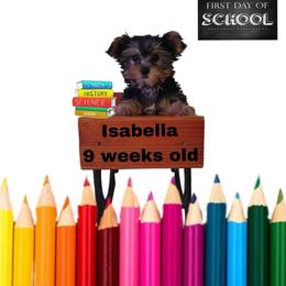 Shelby's light pink girl - Black and tan female Yorkshire Terrier puppy in Inverness, Florida from Luvayorkie&more