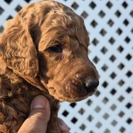 Red - Red  male Poodle puppy in El Paso, Texas from Paws Of Beauty