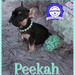 Peekah - Black and tan female French Bulldog puppy in Griffin, Georgia from Hazel Sky Kennel