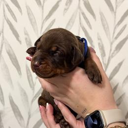 Boy 1 - Doberman Pinscher puppy from Imperium Dobermann Kennel