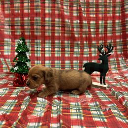Red - Dapple male Dachshund puppy in Poolville, Texas from Horton Hears a Weenie
