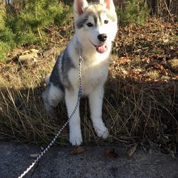 Siberian Husky Puppies from Tugline Siberians