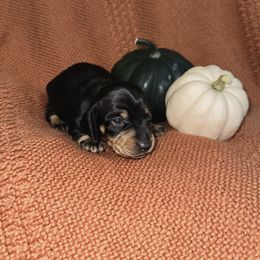 Drac - Black and cream Dachshund puppy in Woodville, Wisconsin from Dairyland Dachshunds