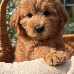 Prescott - Red  female Goldendoodle puppy in Zeeland, Michigan from Dandelion Lane Doodles