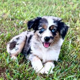 Tinkerbell - Blue merle female Toy Australian Shepherd puppy in Smithville, Arkansas from Cooper Creek Aussies