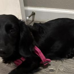 Laramie - Dachshund
