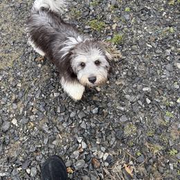 Willie - Black and silver male Havanese puppy in Hamptonville, North Carolina from Alabama Havanese Kennel Tidewater Kennel