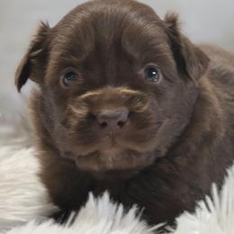 PS.RTF1 - Red tri female Miniature Australian Shepherd puppy in Deer Lodge, Tennessee from KSH Aussie Haven