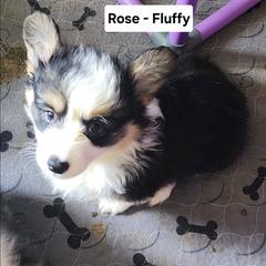 Rose - Black and tan female Pembroke Welsh Corgi puppy in Grand Blanc, Michigan from Dellinger's Corgi's