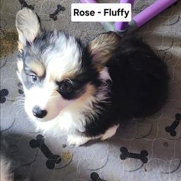 Rose - Black and tan female Pembroke Welsh Corgi puppy in Grand Blanc, Michigan from Dellinger's Corgi's
