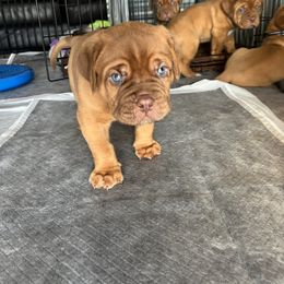 Dogue de Bordeaux Puppies from Rogue Bordeaux
