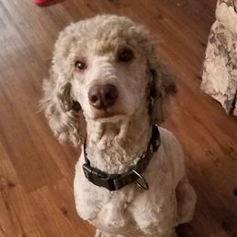 Eli - Labradoodle