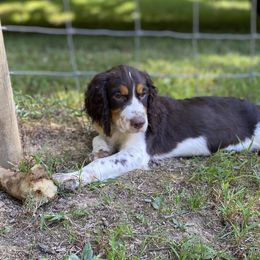 Collete - Liver white and tan female English Springer Spaniel puppy in Crawford, Tennessee from Lilly Lane Spaniels