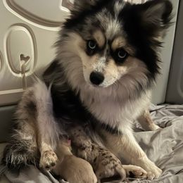 Mini - Pomsky
