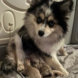 Mini - Pomsky