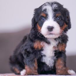 Hope - Tri-color female Bernedoodle puppy in Dundee, Ohio from Down Home Doodle