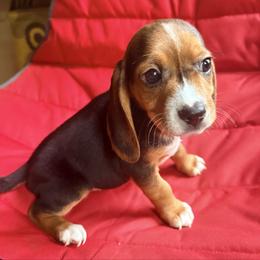 Pocket Beagle Dallas - Black tan and white male Beagle puppy in Gentry, Arkansas from HC Puppy Ranch