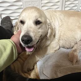 Second pick - Light golden male Golden Retriever puppy in Monroe, Tennessee from Dale Hollow Goldens