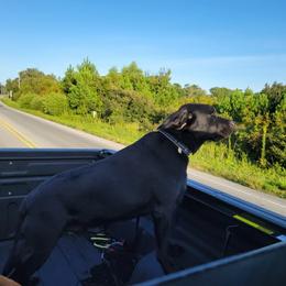 Labrador Retriever All Grown Up from BlackWater Gun Dogs