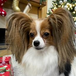 Papillons from Inspire Papillon
