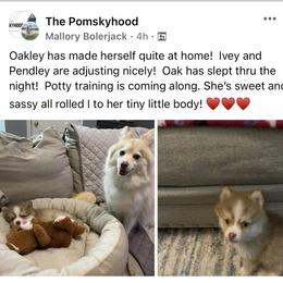Pomsky Puppies from Furever Pomskies