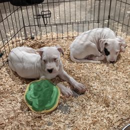 Dogo Argentino Puppies from De la Fuerza de Dios