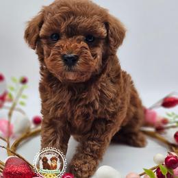 Elsa - Red  female Poodle puppy in Salem, Missouri from Meadowbrook Poodles