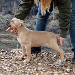 American Bully Puppies from SouthernCharm Kennel (SCP)