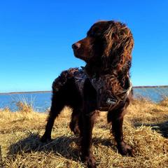 Boykin Spaniels from Cavern Kennels Boykin Spaniels
