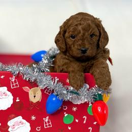 Orange collar - Red  female Goldendoodle puppy in Monrovia, California from Fancy Paws Inc