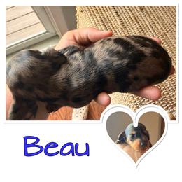Beau - Dapple male Dachshund puppy in Aragon, Georgia from Daschunds Unlimited