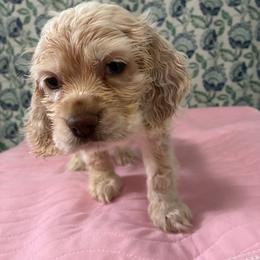 Brown - Buff male Cocker Spaniel puppy in Phil Campbell, Alabama from Clark’s Cocker Spaniels