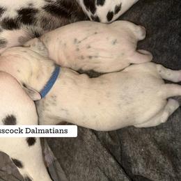 Dalmatian Puppies from Glasscock Dalmatians