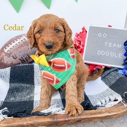 Goldendoodle Puppies from Doodle Love ❤️ Goldendoodle puppies