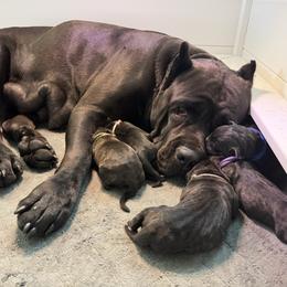 Cane Corso Puppies from CANE CORSO DI DROGHEDA