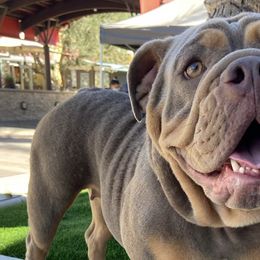 Bulldogs from Pikabullz