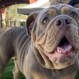 Bulldogs from Pikabullz