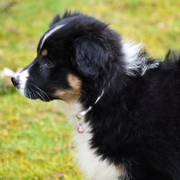 Australian Shepherd All Grown Up from K & R Australian Shepherds
