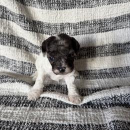 Girl 4 - Black and white female Cockapoo puppy in Joplin, Missouri from Double J Cockapoos